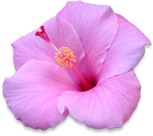 Pink Hibiscus