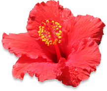 Hibiscus Flower